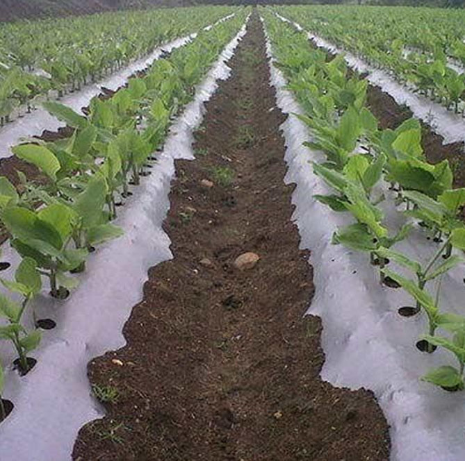 Mulch Sheet Manufacturers in Bangalore